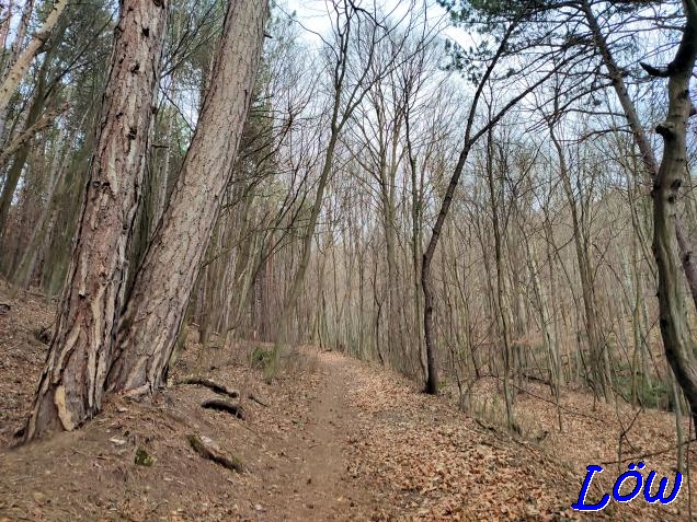 19.2.2023 - Finsterer Gang Richtung Kuhheide